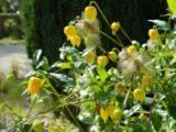 The Gardens of La Basse Cour B&B